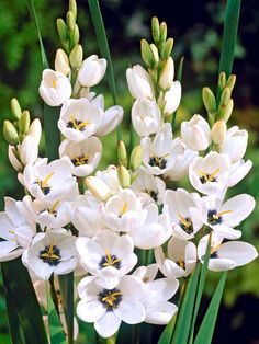 a bunch of white flowers with green stems