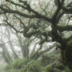 moss covered trees in the forest on a foggy day