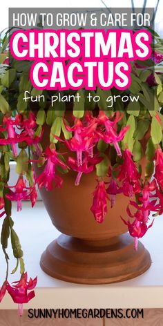 a potted plant with pink flowers in it and the words how to grow & care for christmas cactus