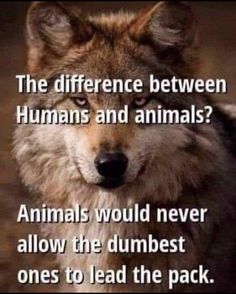 a wolf with the caption that reads, the differences between humans and animals? animals would never allow the dumbest ones to lead the pack