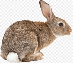 a brown rabbit sitting on top of a white background