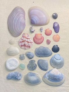 several seashells are arranged on a white surface