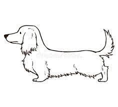 a drawing of a long haired dachshund standing on one leg and looking off to the side