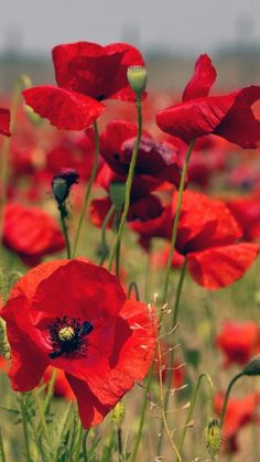 a field full of red poppies with green stems and flowers in the foreground