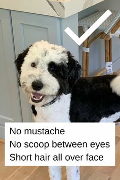 a black and white dog standing on top of a wooden floor next to a chair