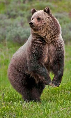 a large brown bear standing on its hind legs in the middle of a grassy field