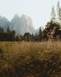 tall grass in the foreground with mountains and trees in the backgrouds