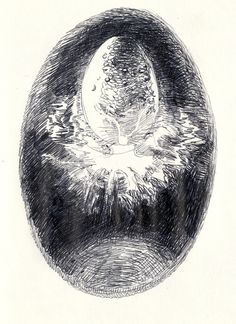 an ink drawing of a cat sitting in a bowl with its head turned to the side