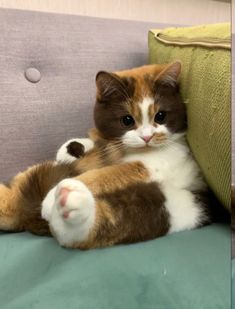 a brown and white cat laying on top of a couch