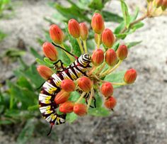 two bugs are sitting on some red and yellow flowers