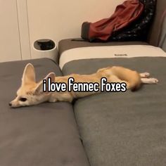 a dog laying on top of a bed with the caption i love fenne foxes