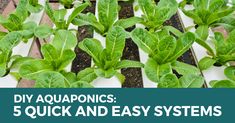 several rows of green plants with the words diy aquaponics 5 quick and easy systems