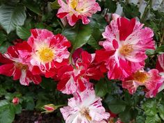 pink and white flowers with green leaves in the background