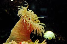 an orange and white sea horse is in the water