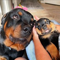 a person is petting a small dog on the head with its tongue hanging out