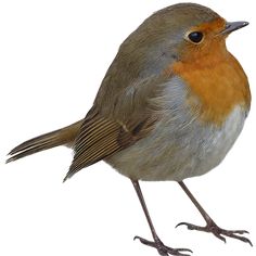 a close up of a small bird on a white background with orange and gray feathers