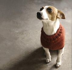 a brown and white dog wearing a red sweater