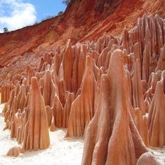 some very tall trees in the sand near a mountain side with blue sky and clouds