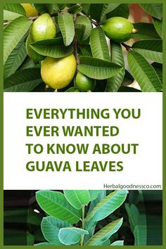 green leaves and fruit with the words everything you ever wanted to know about guava leaves