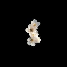 three white flowers against a black background