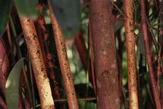 a bunch of rusted branches with leaves on the top and one branch in the middle