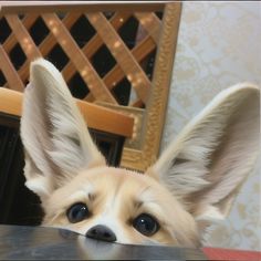 a small dog with ears sticking out from behind a table