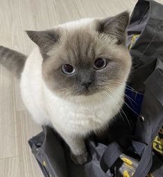 a cat sitting on top of a piece of luggage with it's eyes wide open