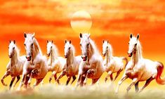 a group of white horses running across a grass covered field in front of an orange sky