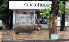 a rhino is walking in front of a store with trees and water on the ground