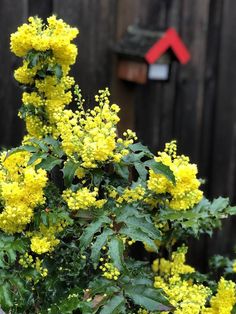 yellow flowers in front of a wooden fence and mailbox with birdhouse on it