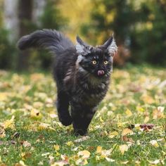 a black cat is running through the grass