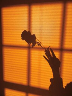 the shadow of a person's hand holding a flower in front of a window