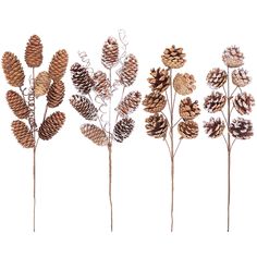 four different types of pine cones are arranged in a row on a white background,