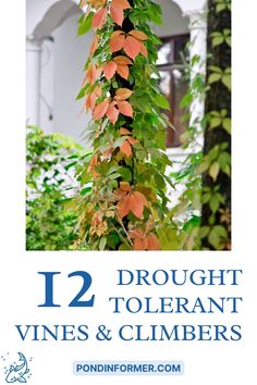 a vine with orange leaves growing on it and the words, 12 draught tolerant vines