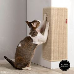 the cat is trying to get into the scratching post that's attached to the wall