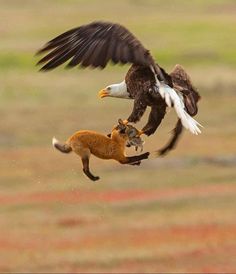 San Juan Island, Fox And Rabbit, Photography Competitions, An Eagle, Photography Awards, Red Fox, Bird Photography, Beautiful Birds, Animal Kingdom