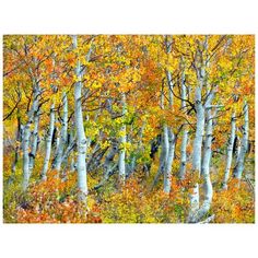 an image of trees in the fall with leaves on them and yellows and oranges