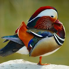 a colorful bird sitting on top of a rock