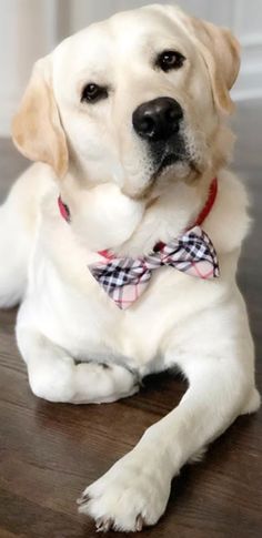 a white dog wearing a bow tie laying on the floor