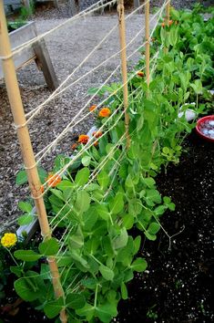 the garden is full of green plants growing in it's own fenced area