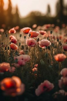 a field full of pink flowers with the sun in the background