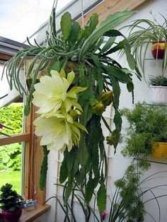 a plant hanging from the side of a building