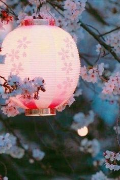 a pink and white lantern hanging from a tree with blossoming trees in the background