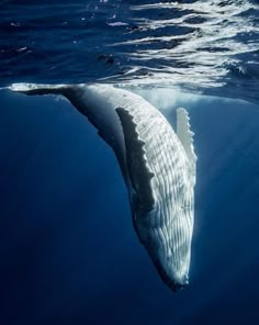 a large white whale swimming in the ocean