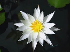 a white and yellow flower floating on top of water