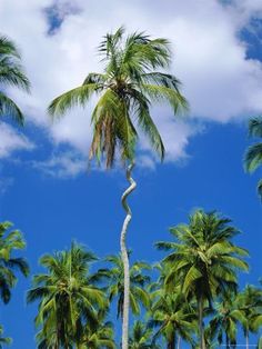 palm trees against a blue sky with clouds