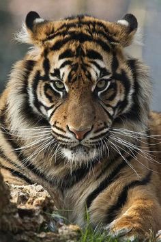 a large tiger laying on top of a lush green field