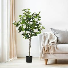 a white couch sitting next to a potted plant on top of a wooden table