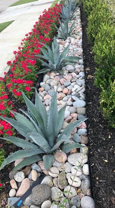 a long row of plants and rocks in front of a sidewalk with red flowers on the side