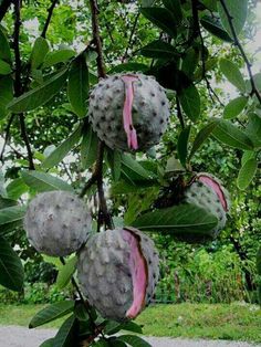 the fruit is growing on the tree outside